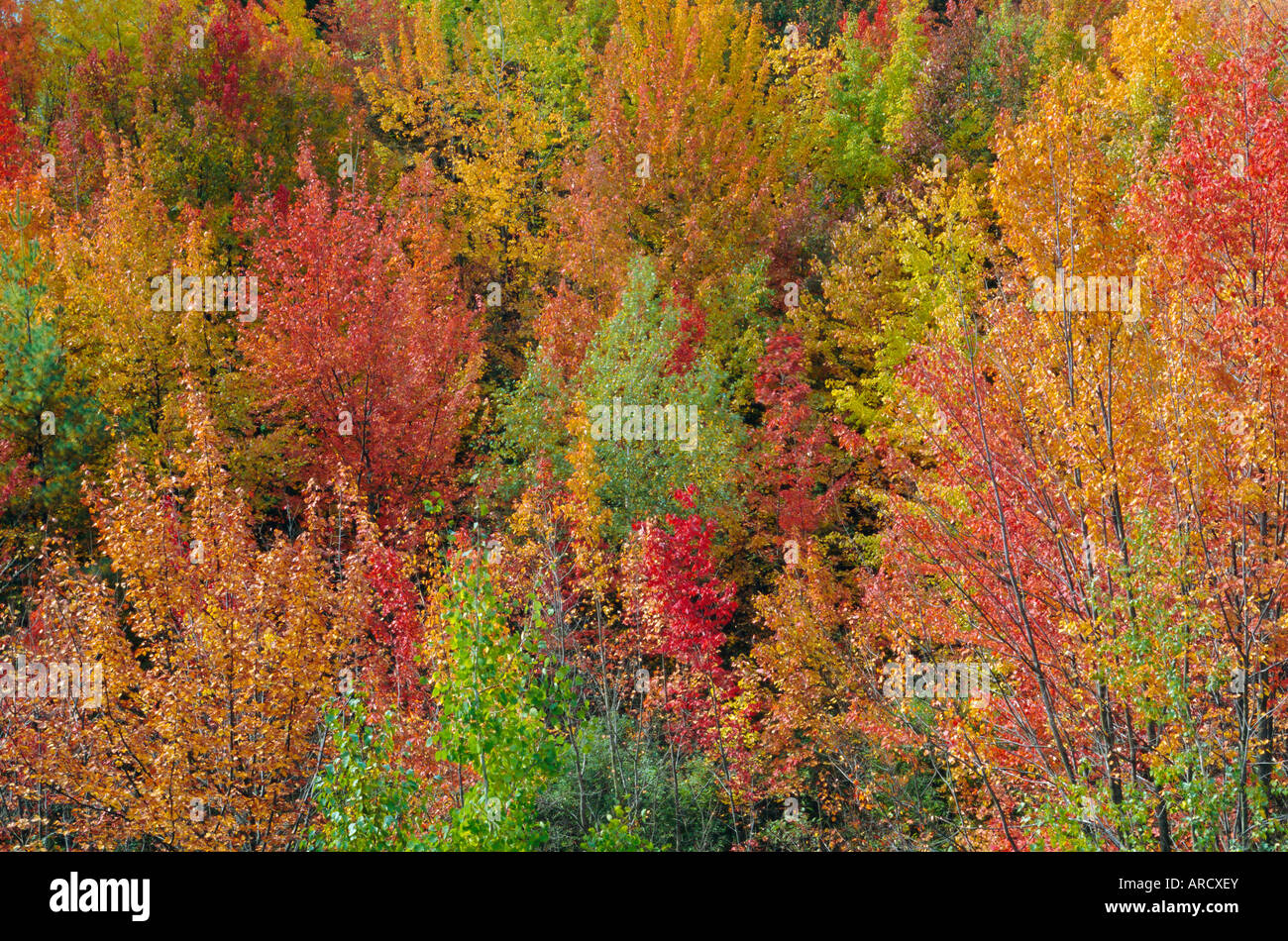 Montagnes Blanches Natioinal forêt en automne, près de North Conway, New Hampshire, USA Banque D'Images