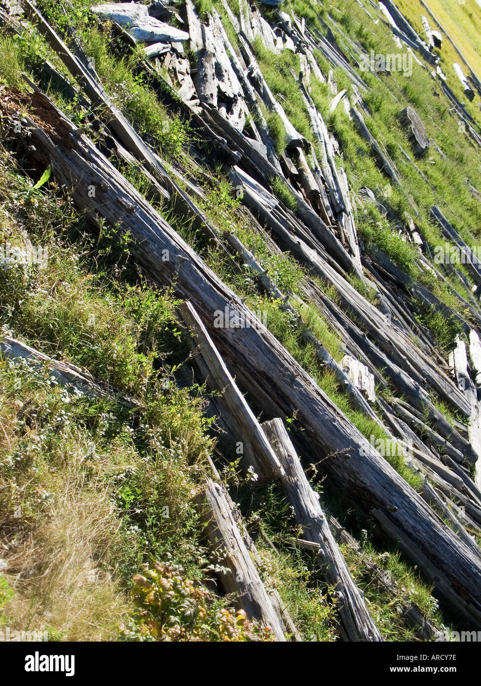 Journaux morts sur la digue West Banque D'Images