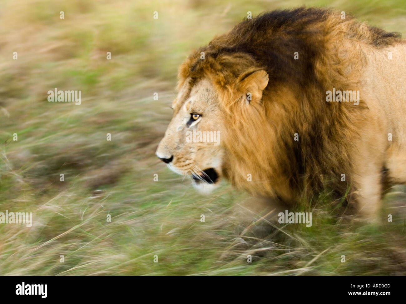 Lion Panthera leo sur le prowl Masai Mara, Kenya Banque D'Images