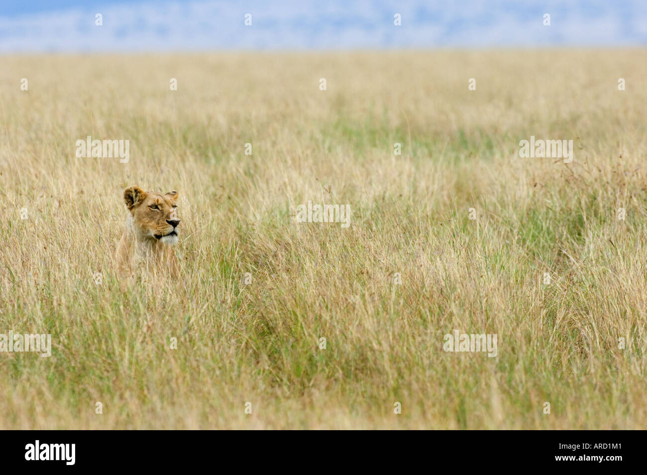 Lionne Panthera leo guettant ses proies dans l'herbe haute sur les plaines de Masai Mara, Kenya Banque D'Images