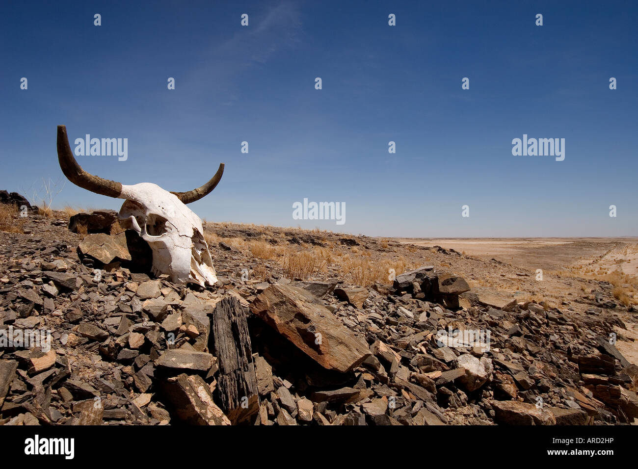 Crâne d'un animal mort Banque D'Images