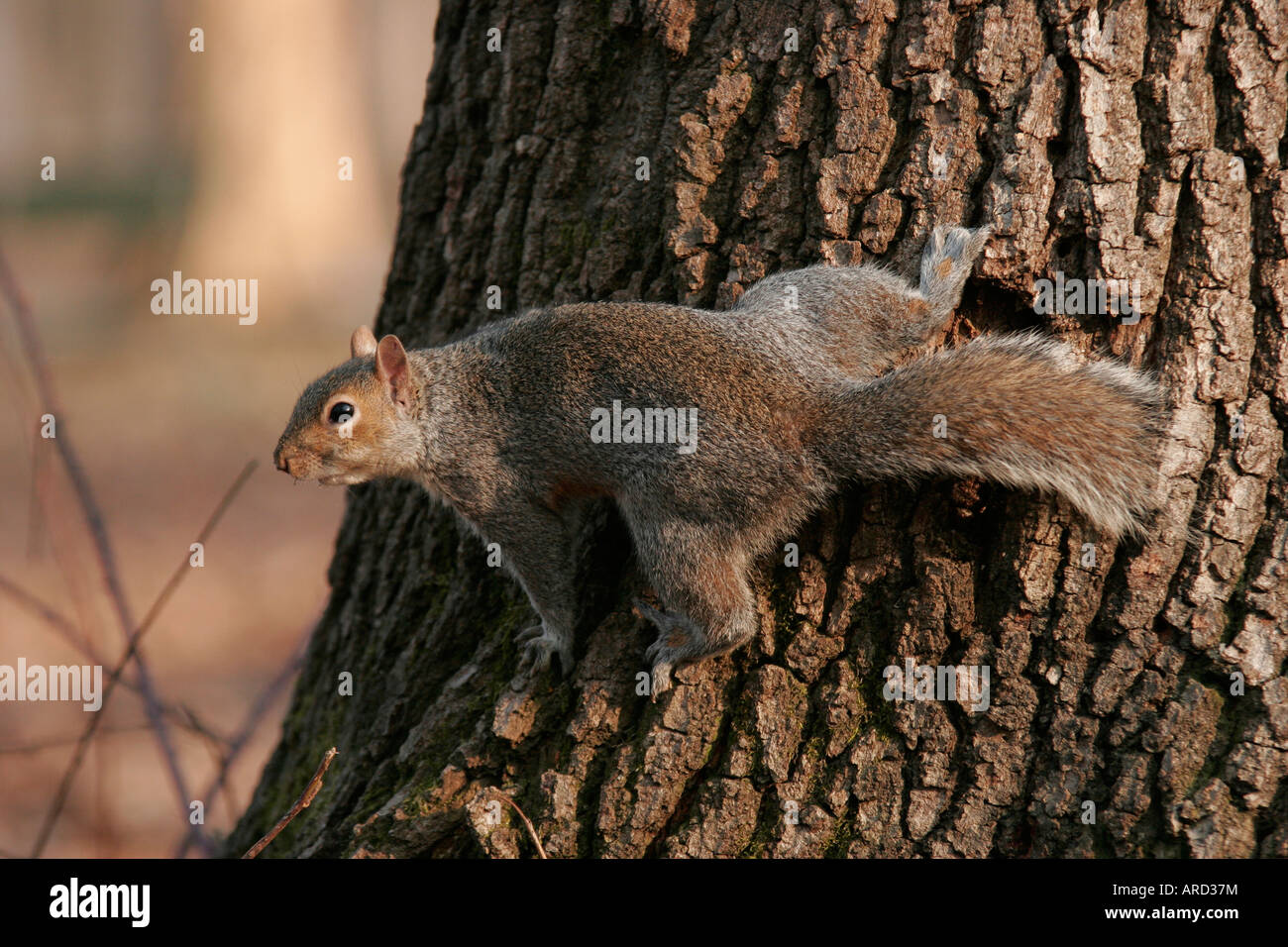 Regardant autour d'Écureuil contre un arbre dans un parc Banque D'Images