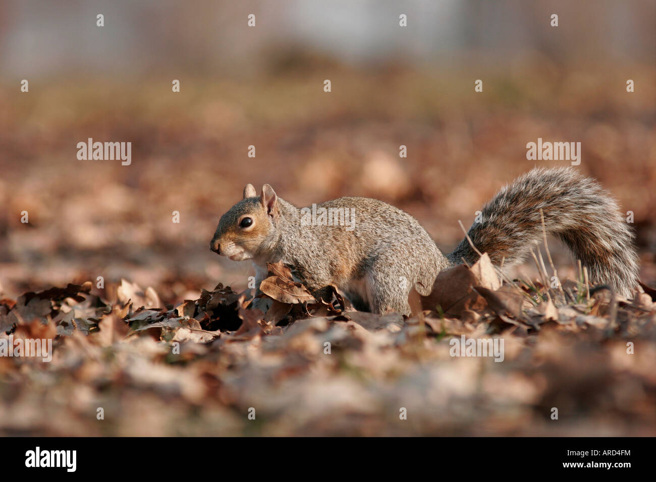 À la recherche d'un écureuil dans un parc d'acorn Banque D'Images