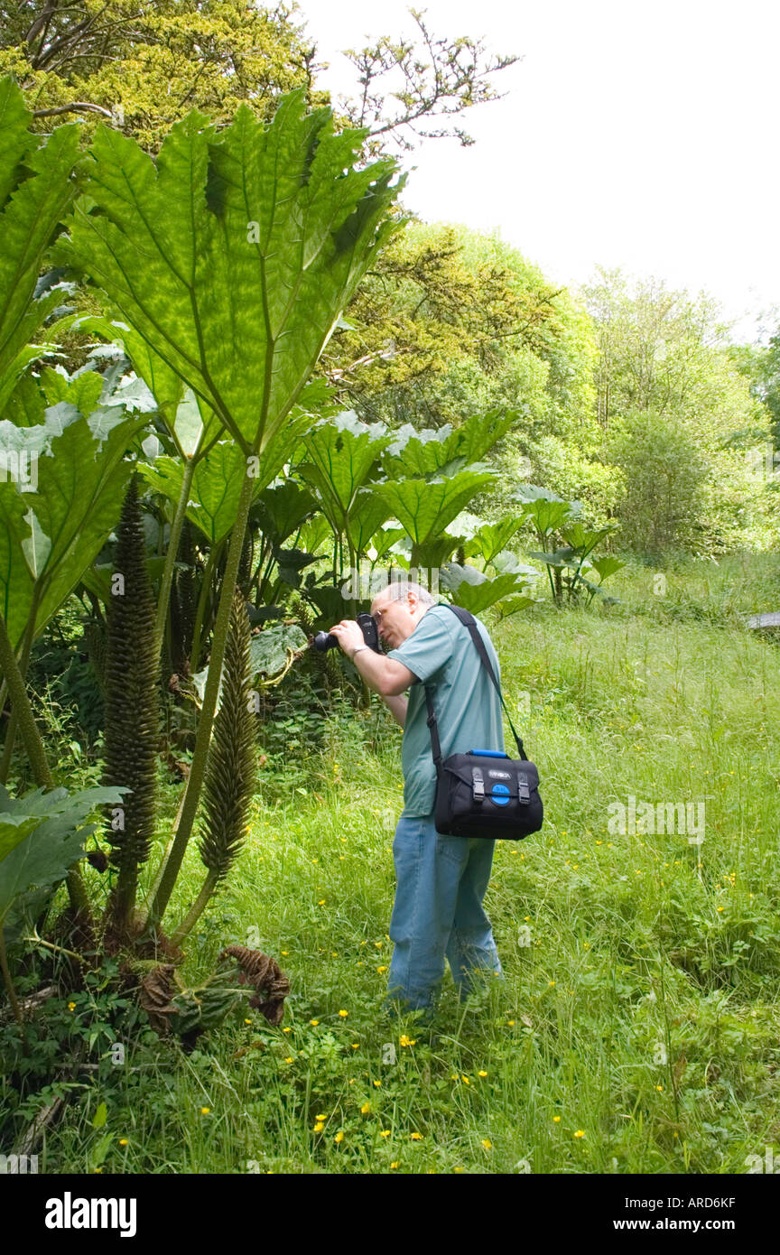Sud-ouest de West Cork Irlande Gunnera manicata photographier les plantes dans Rockclose géant gardens Banque D'Images