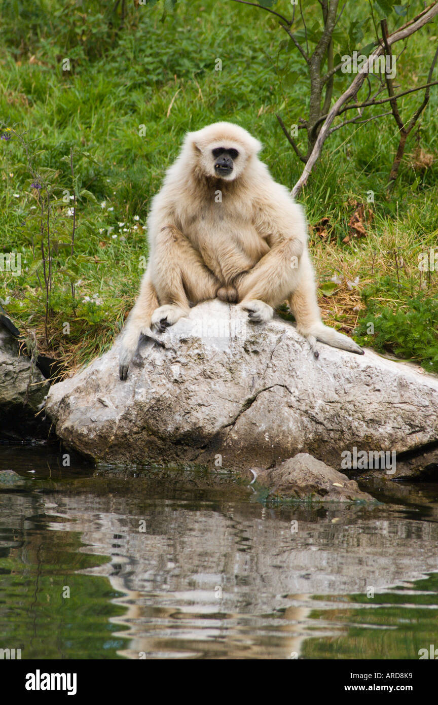 Sud-ouest de l'Irlande Cork Fota Wildlife Park Zoo sur l'Île de Fota gibbon mâle Banque D'Images