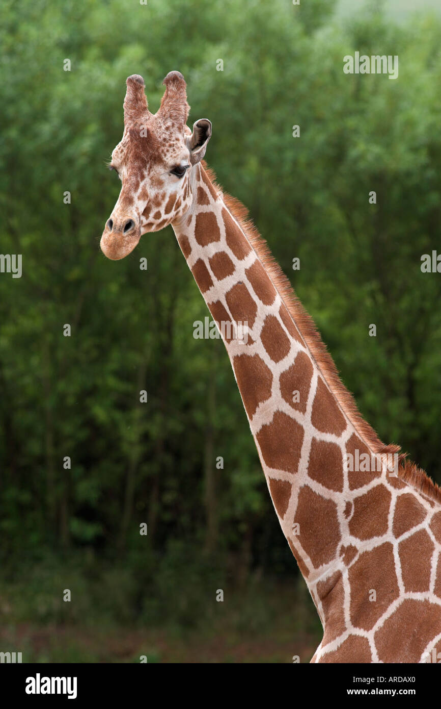 Giraffe réticulée Giraffa camelopardalis reticulata originaire d'Afrique en captivité Banque D'Images