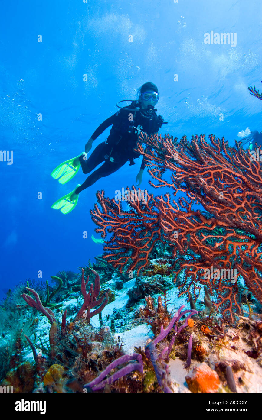 Un plongeur femme Yocab Reef plongée en dérive Cozumel mexique Banque D'Images