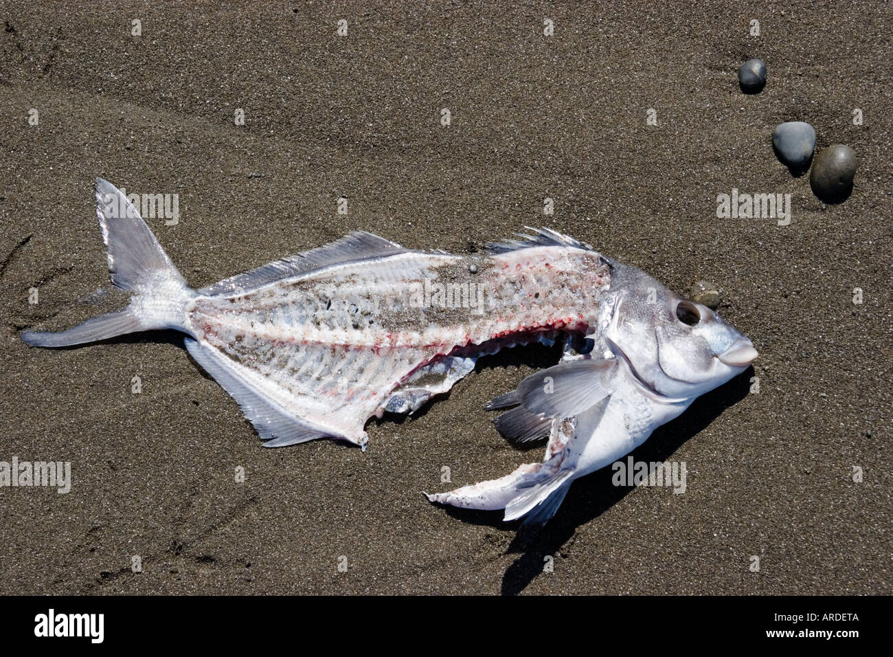 Poisson vidé, carcasse beach Banque D'Images