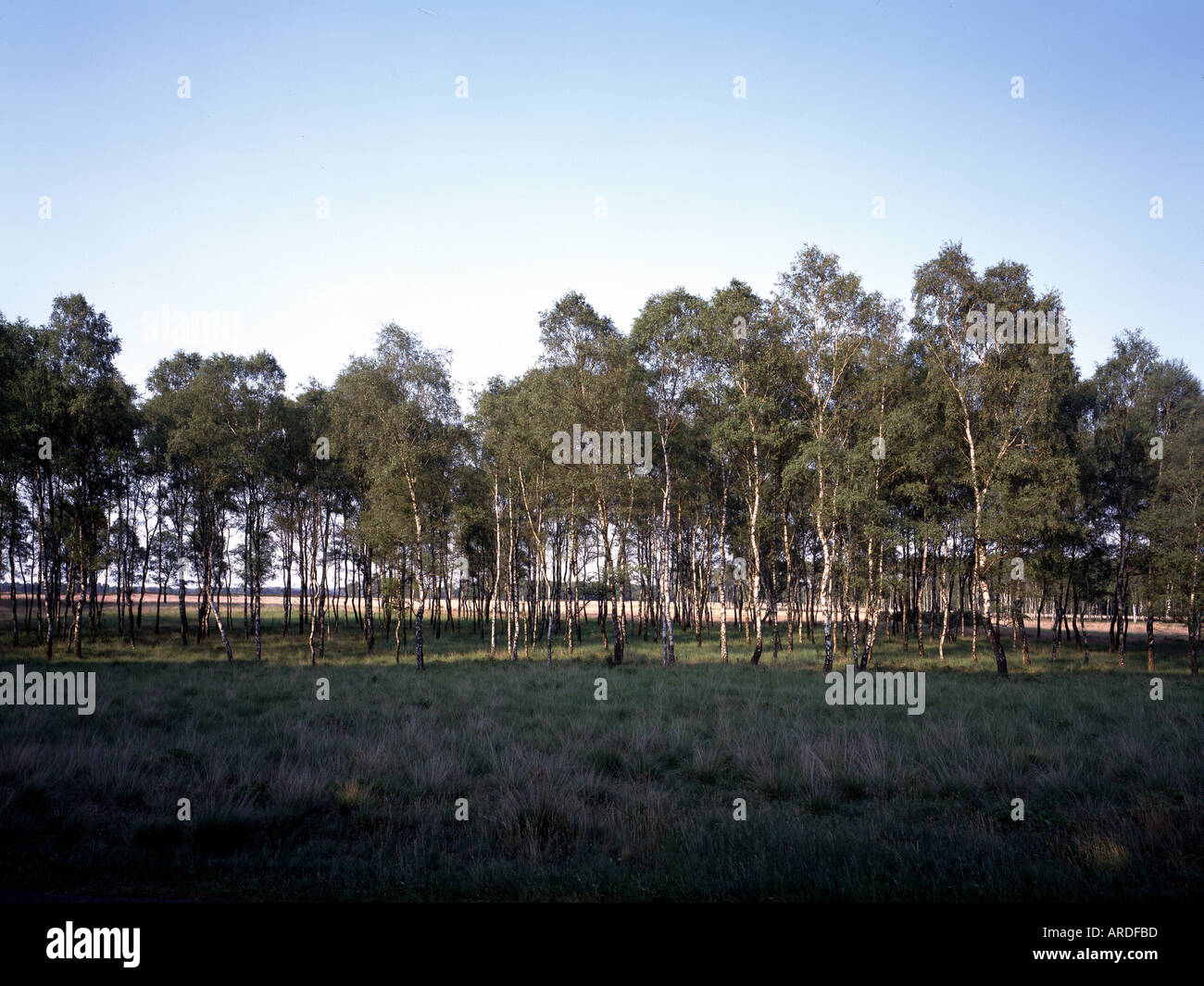 Le parc national De Hoge Veluwe,, Banque D'Images