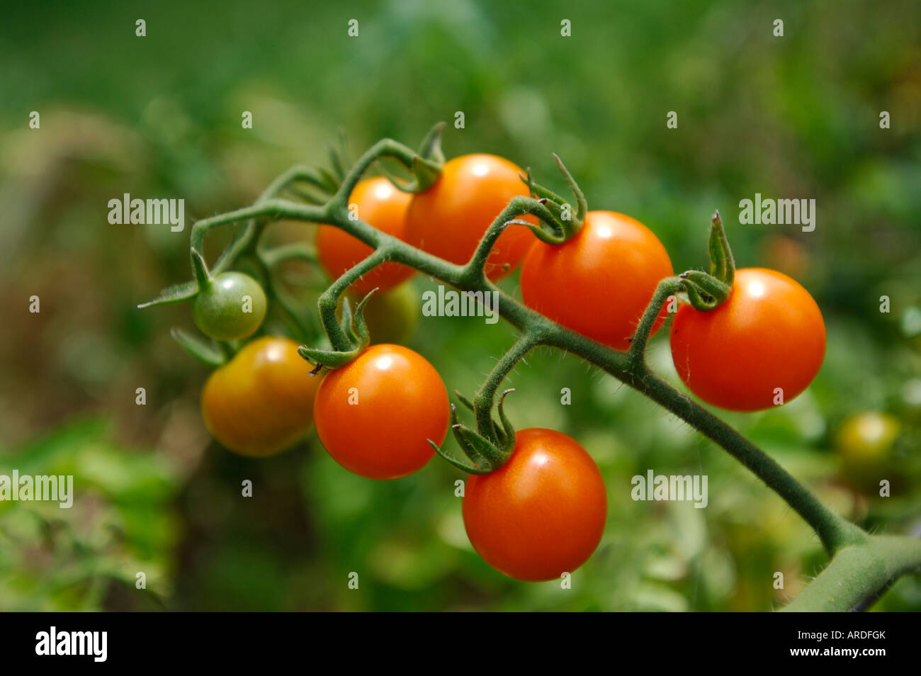 Tomates cerise sur la plante Banque D'Images