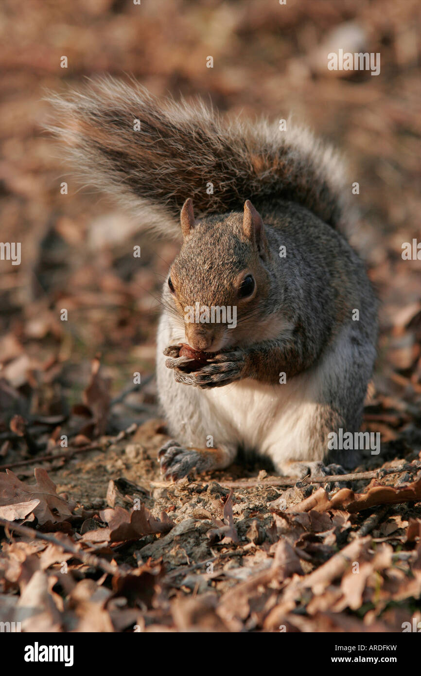 L'alimentation de l'Écureuil un gland dans un parc Banque D'Images