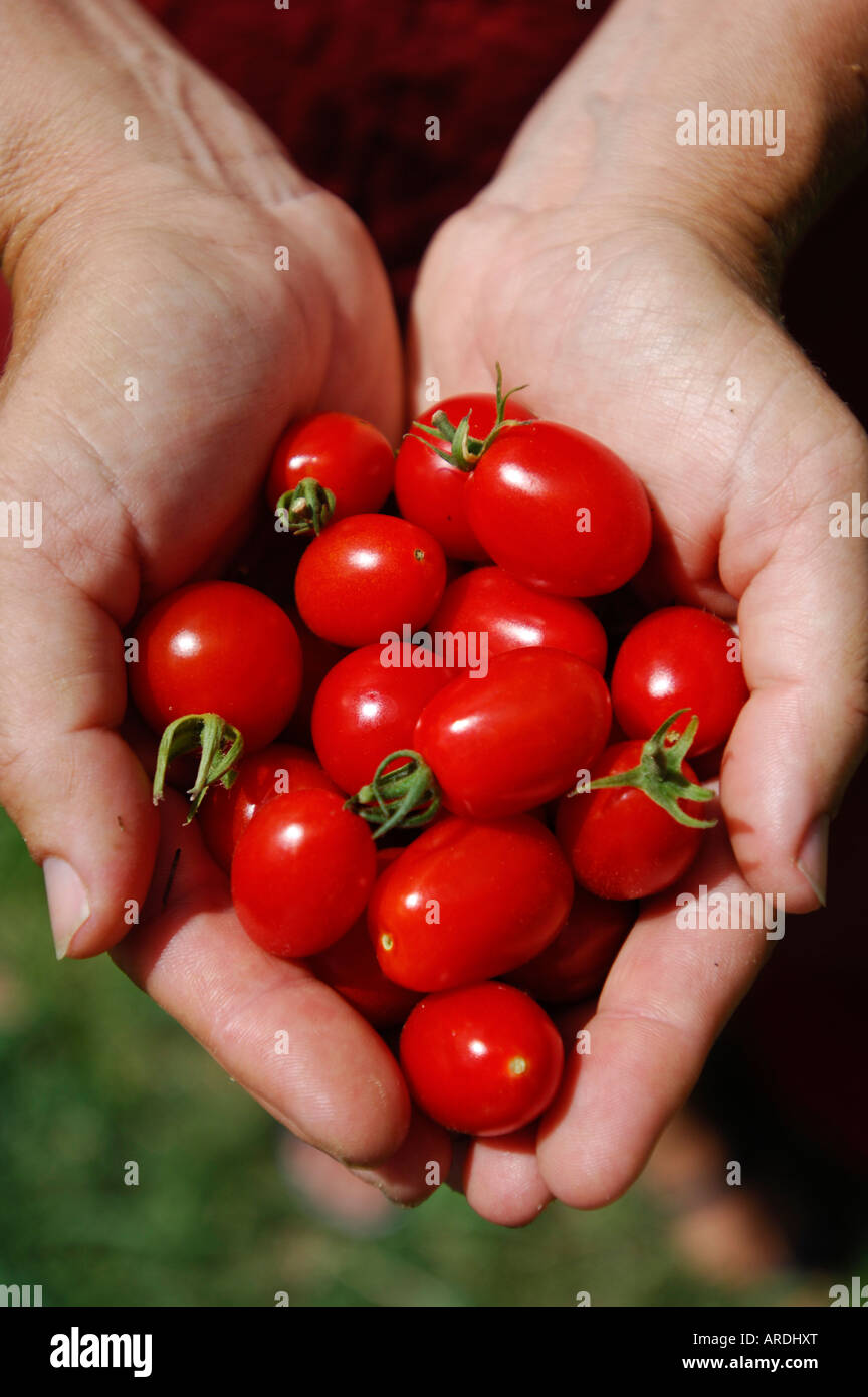 Mains tenant les tomates cerise Banque D'Images