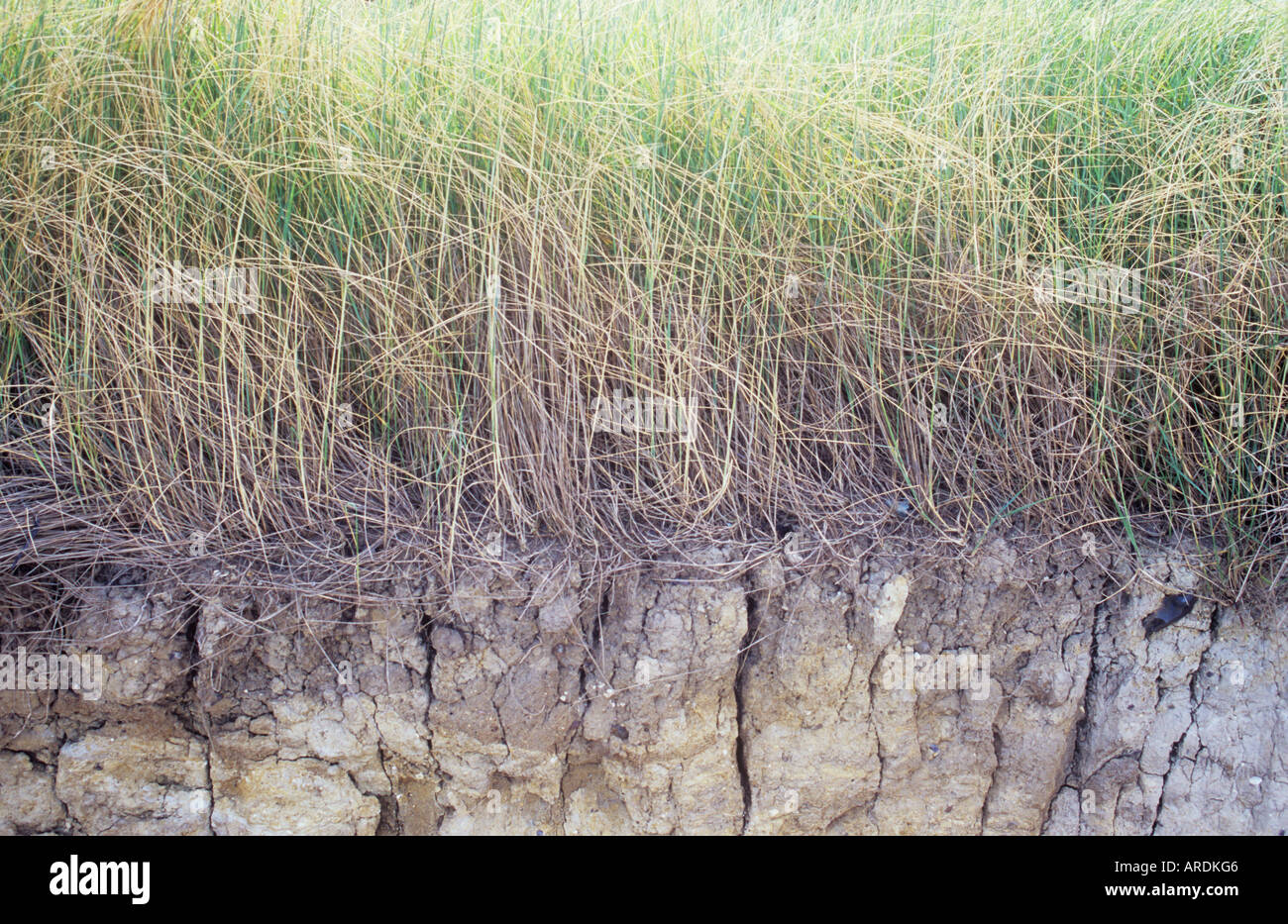 Vue en coupe de la falaise avec des complexes qui l'Ammophila arenaria oyat ou accroché à la falaise et stabilisation Banque D'Images