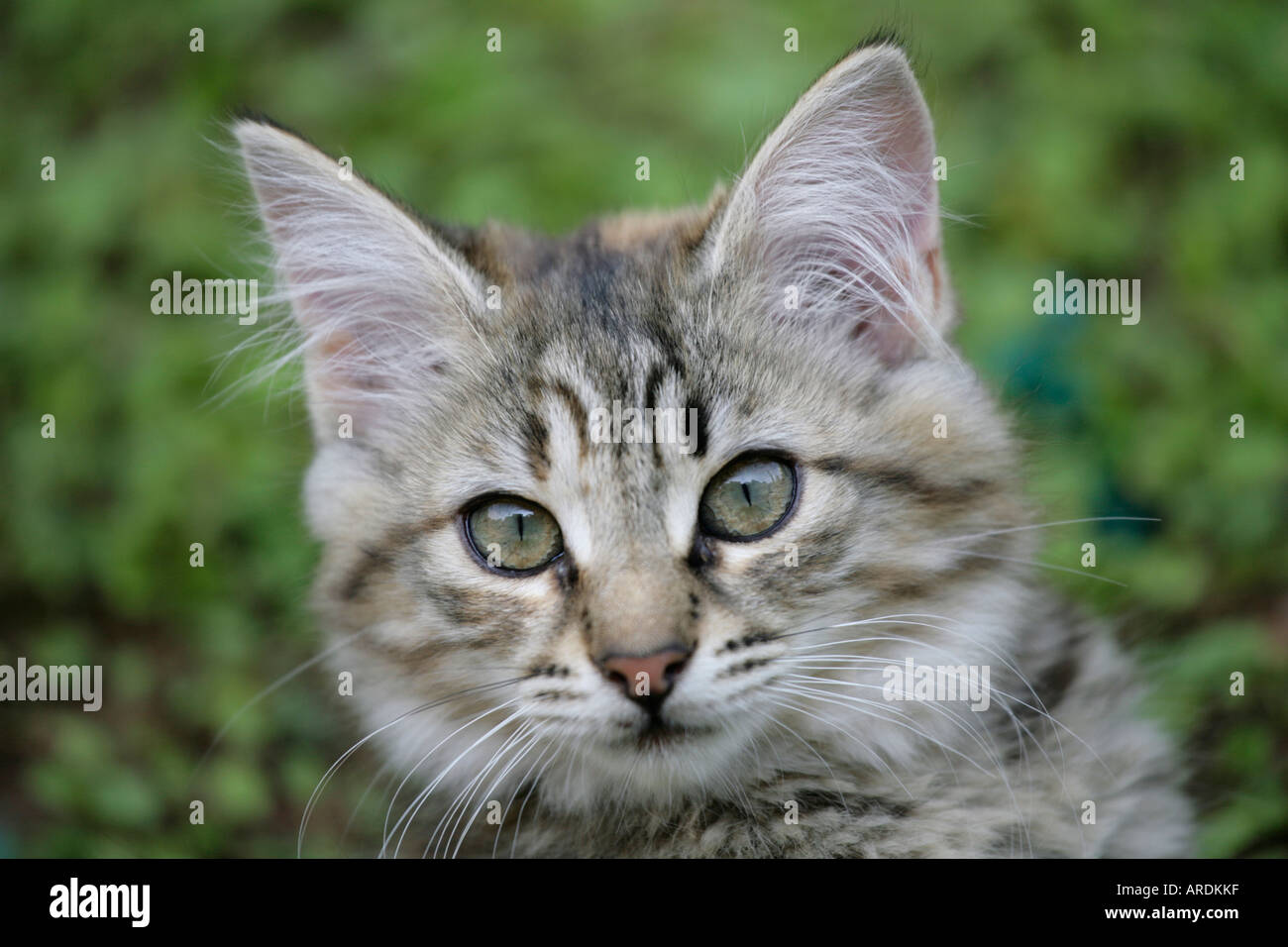 Chaton close up head shot mignon jeune chat aux yeux verts Banque D'Images