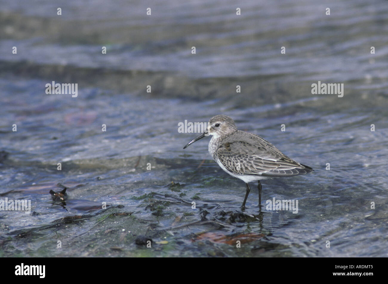 Le bécasseau variable Calidris alpina debout dans l'eau Banque D'Images