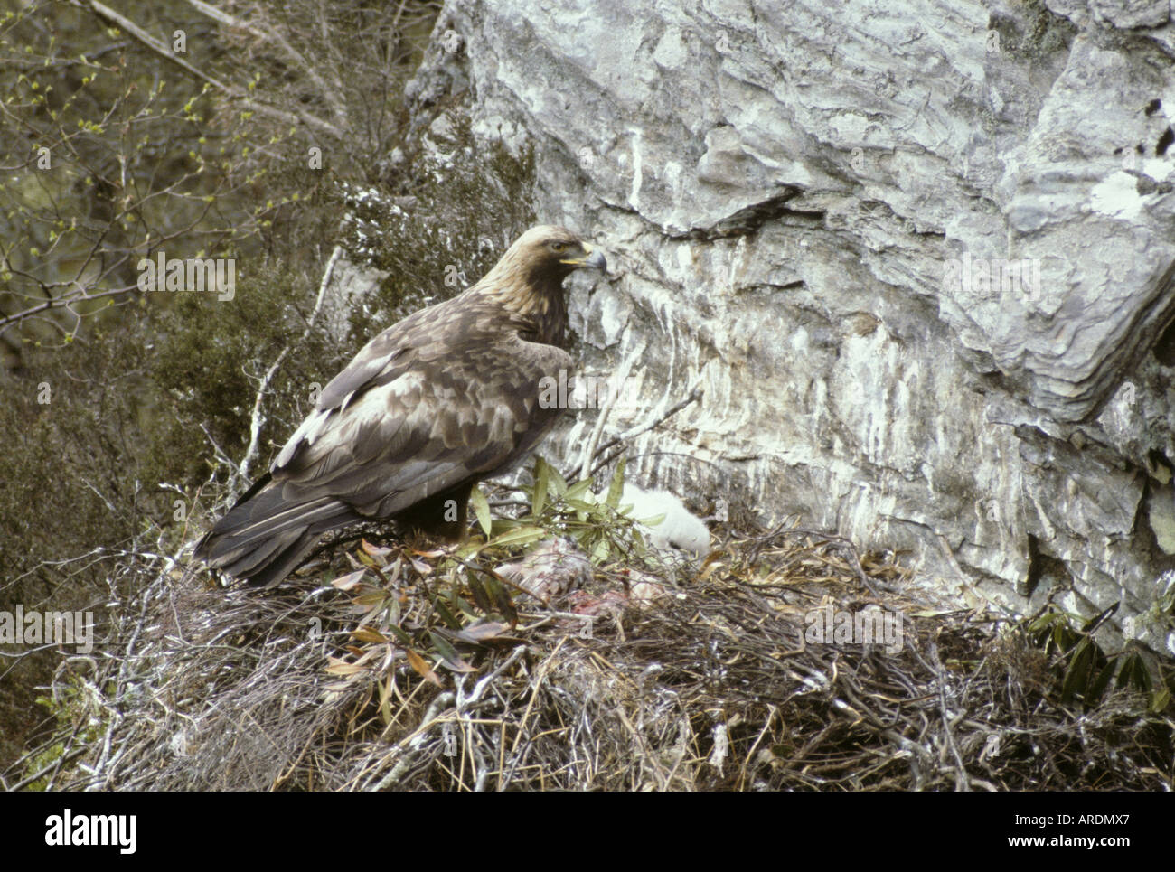 Aigle royal Aquila chrysaetos adulte à l'Aerie avec de jeunes Banque D'Images