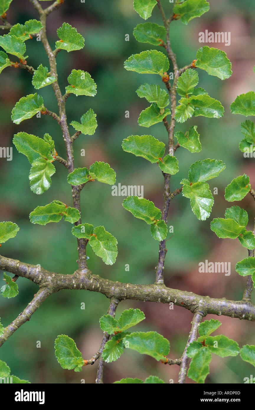 Nothofagus antarctica Banque D'Images