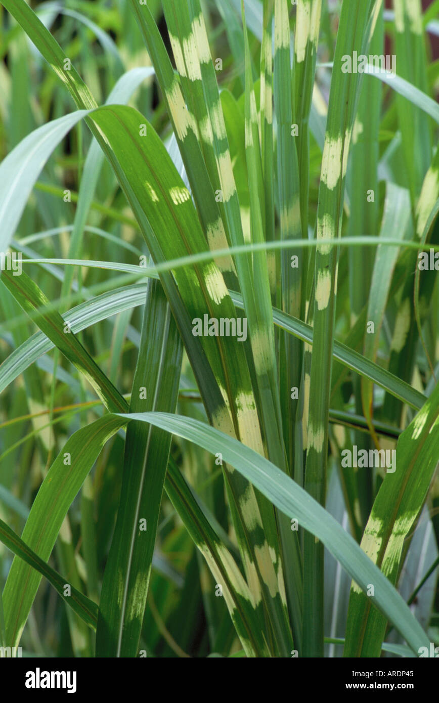 Miscanthus sinensis Zebrinus Banque D'Images