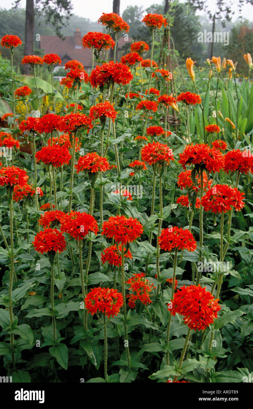 Lychnis chalcedonica Banque D'Images