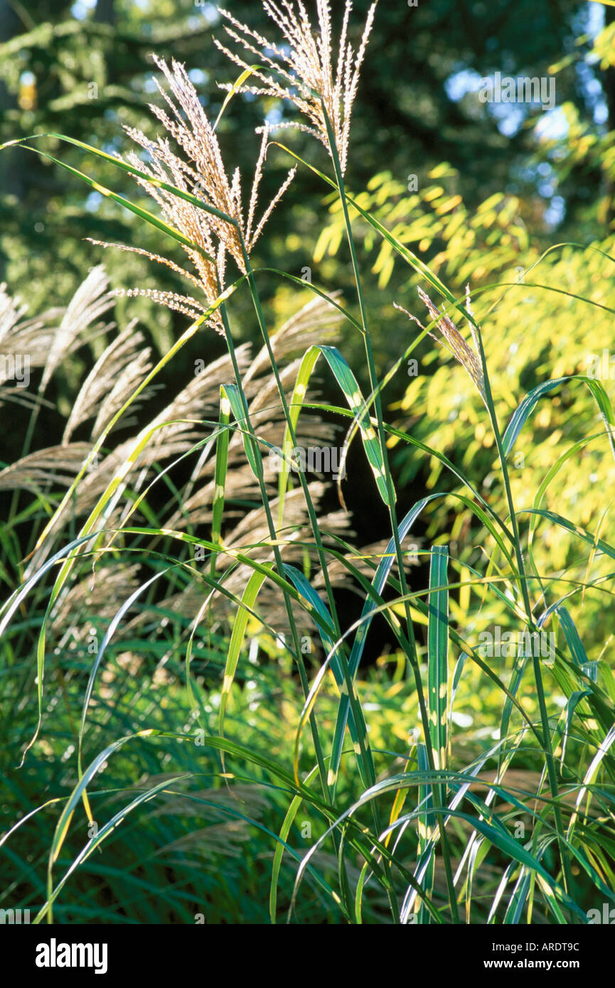 Miscanthus sinensis Zebrinus Banque D'Images