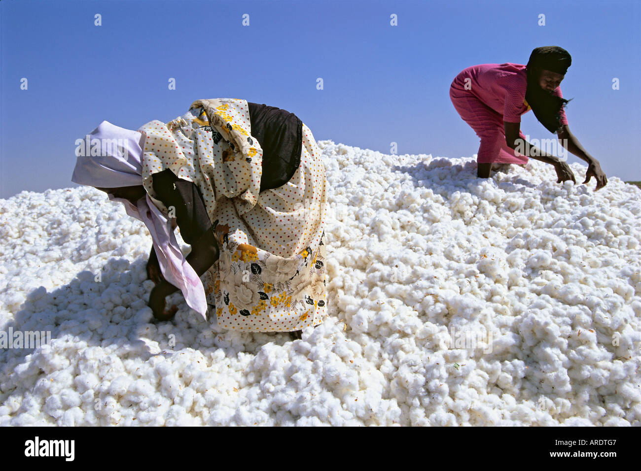 Au cours de la récolte de coton cheking femmes Banque D'Images