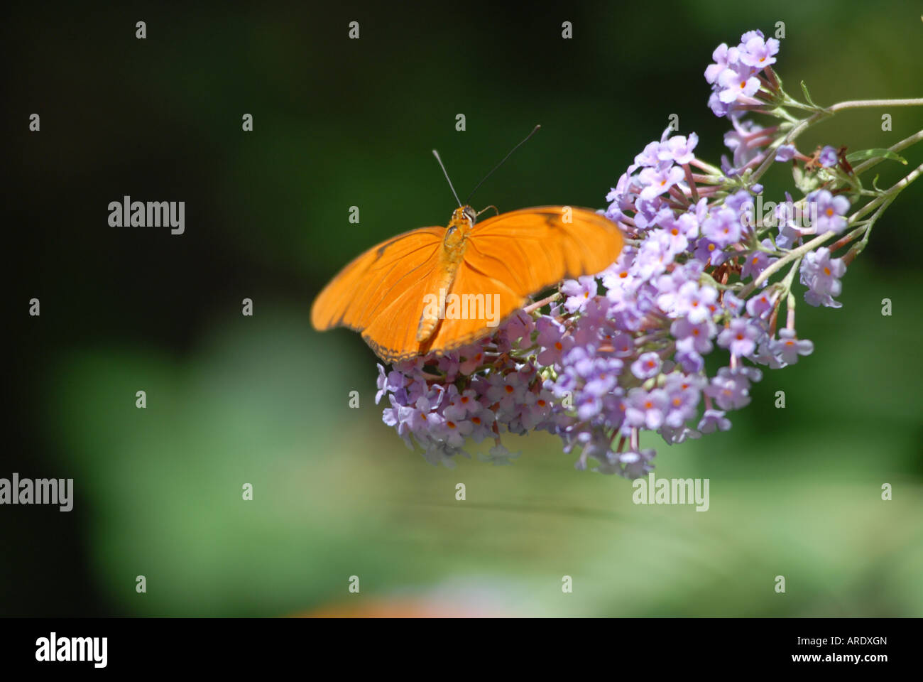 Papillon sur fleur - Julia (commun), Dryas julia (latin) Banque D'Images