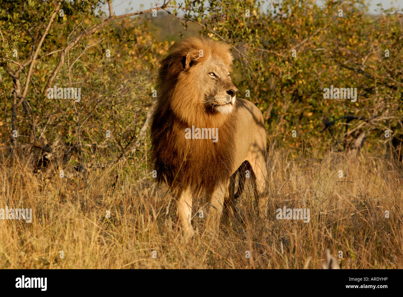 Lion mâle d'Afrique patrouiller son territoire Banque D'Images