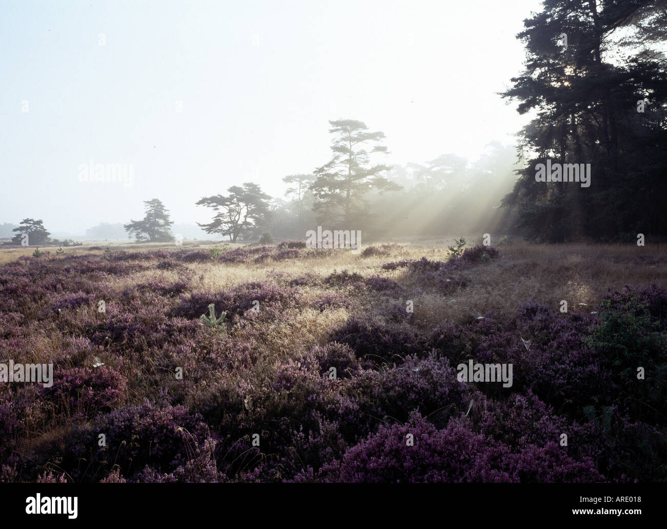 Hoge Veluwe, Heidelandschaft, Banque D'Images