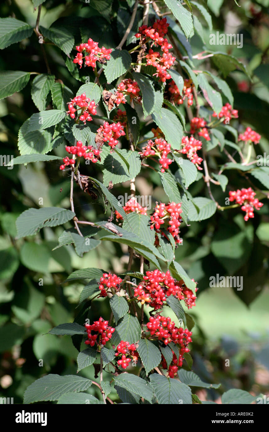 Viburnum plicatum Pink Beauty abrite de beaux fruits rouge orange en automne Banque D'Images