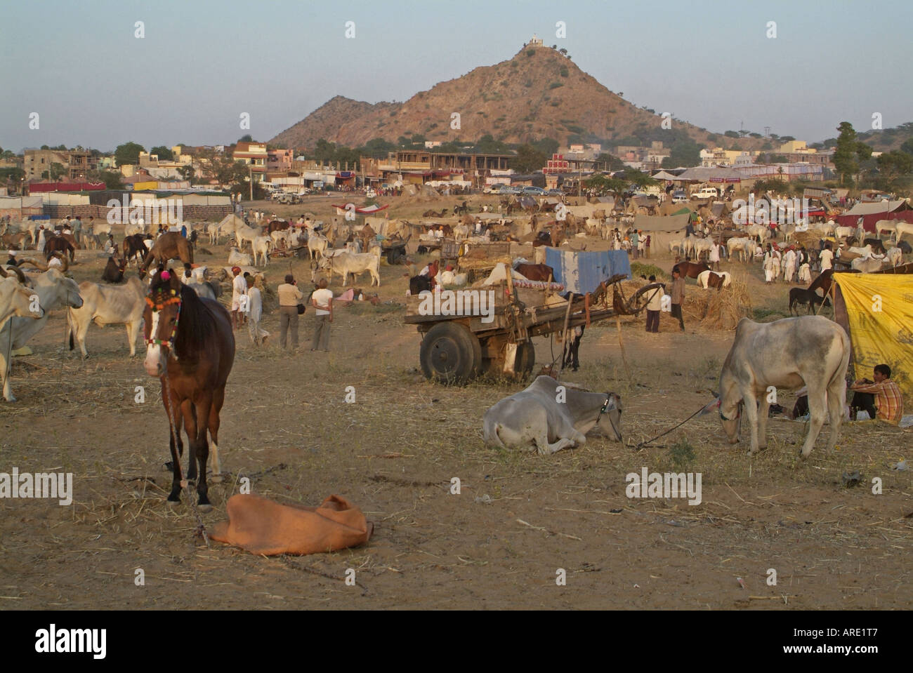 Pushkar Foire de chameau au Rajasthan, Inde Banque D'Images