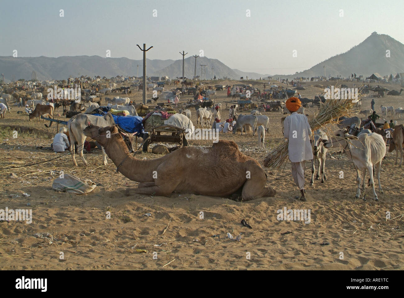 Foire de Pouchkar Camel au Rajasthan, en Inde Banque D'Images