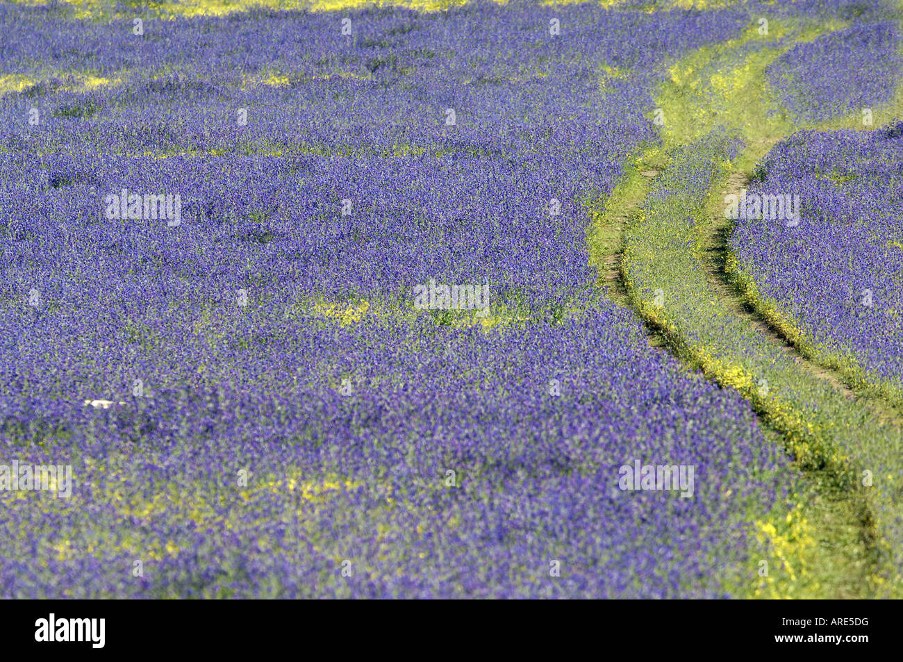 Les agriculteurs d'une piste de voiture dans un champ de pourpre malédiction Pattersons près de York dans l'ouest de l'Australie Banque D'Images