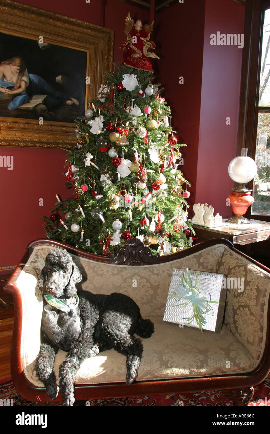 Norfolk Virginia,Freemason District,animal,chien,animal,chien,chien,chien,chien,chien,animal,meilleur ami de l'homme,arbre de Noël dans historique,maison,résidence,maison maison de repos Banque D'Images