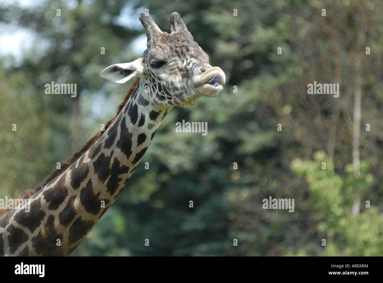 Libre de droit d'une Girafe (Giraffa camelopardalis), Franklin Park Zoo Boston Massachusetts (MA) Etats-Unis d'Amérique (USA) Banque D'Images
