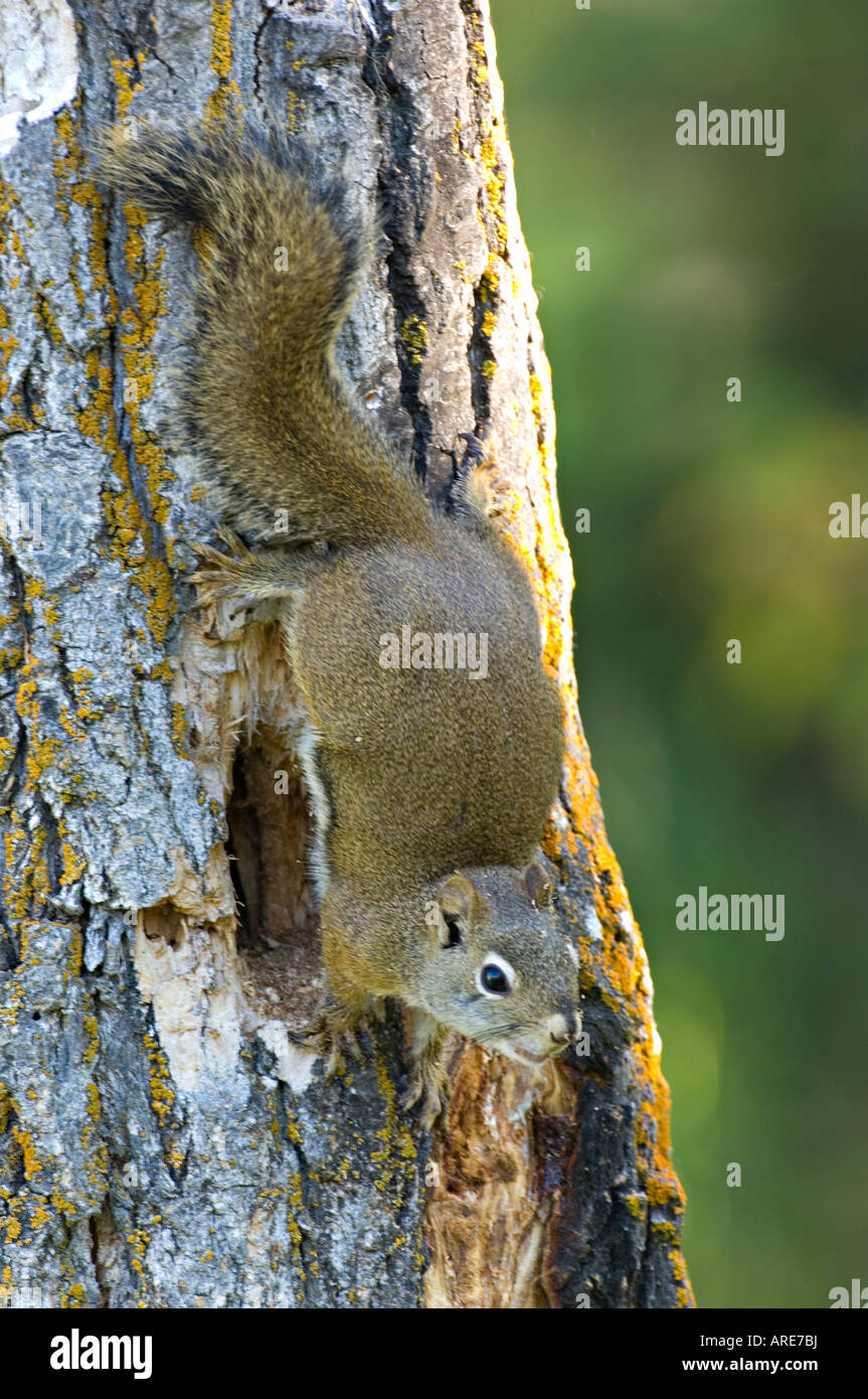 Un écureuil roux L'extraction d'un trou dans une souche d'arbre mort Banque D'Images