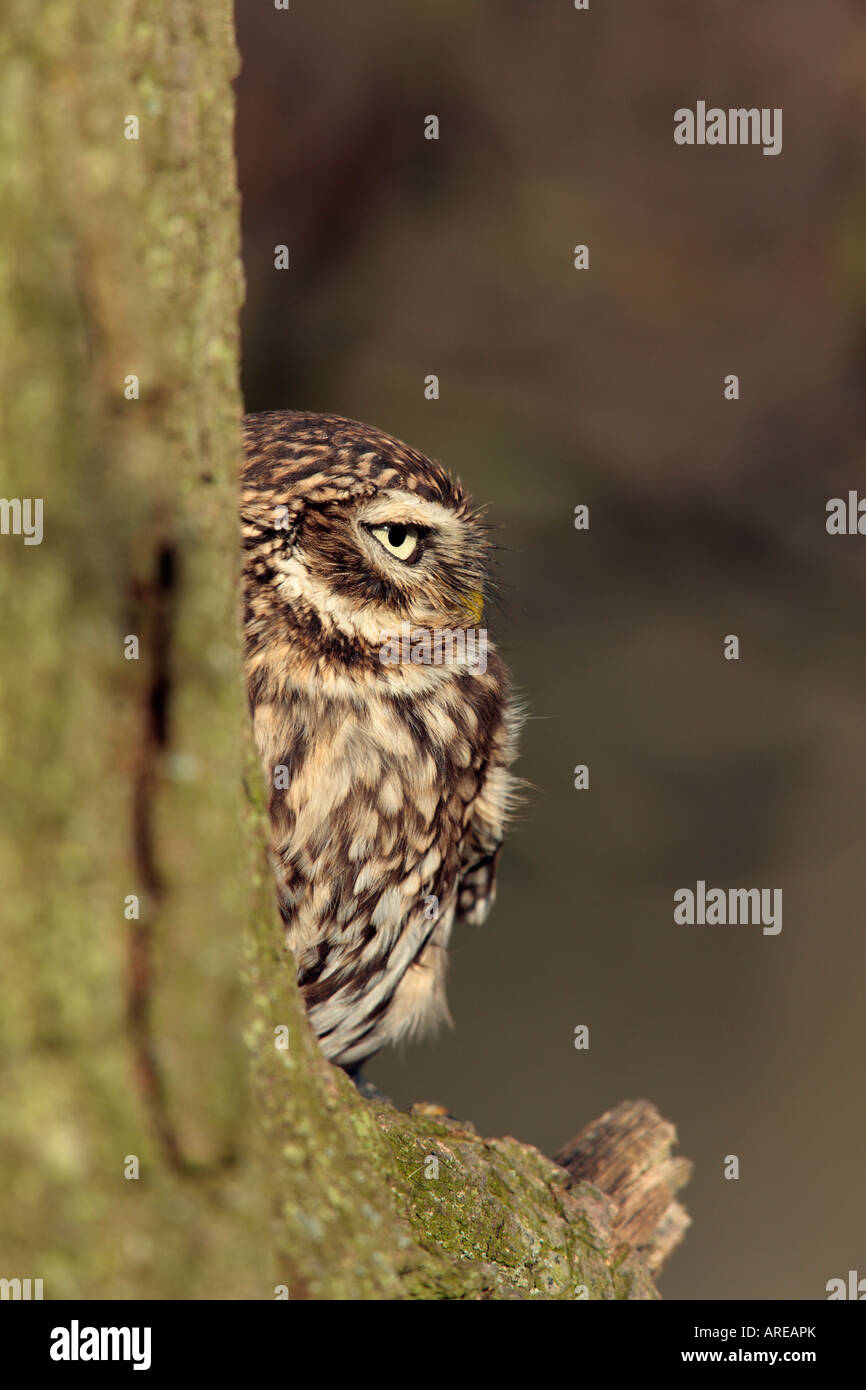 Chouette chevêche Athene noctua, perché sur arbre de chêne à Alert Banque D'Images