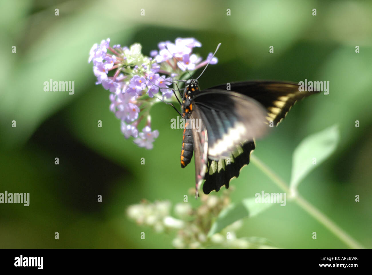 Papillon sur fleur - Palamedes (commun), Papilio palamedes (latin) Banque D'Images