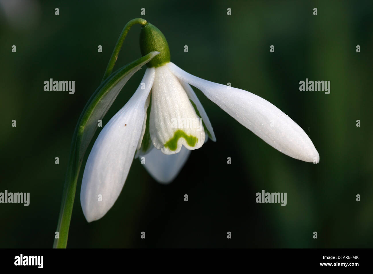 [Snowdrop Galanthus Atkinsii], 'close up' Fleur macro pétale montrant le détail, England, UK Banque D'Images