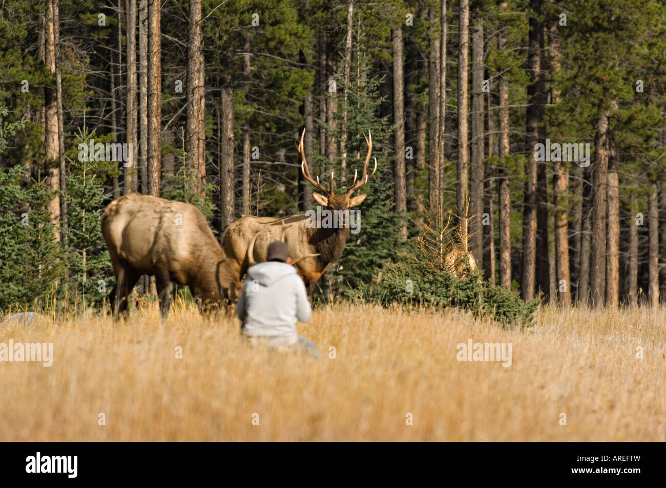 Un touriste se rendre à proximité d'un mâle sauvage dans le parc national Jasper Banque D'Images