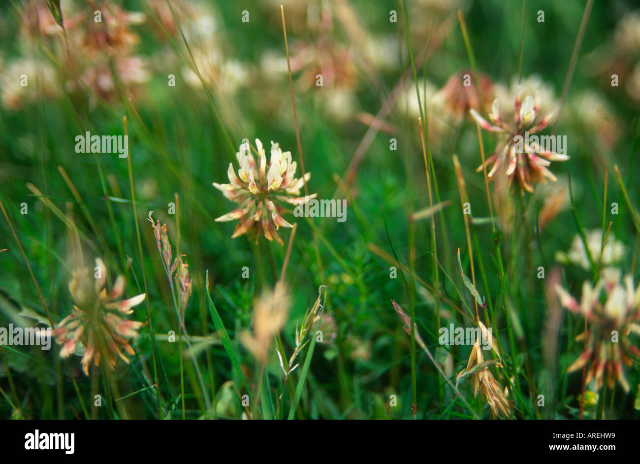 Fleurs de trèfle blanc dans l'herbe pousse dans Butley, Suffolk, Angleterre Banque D'Images