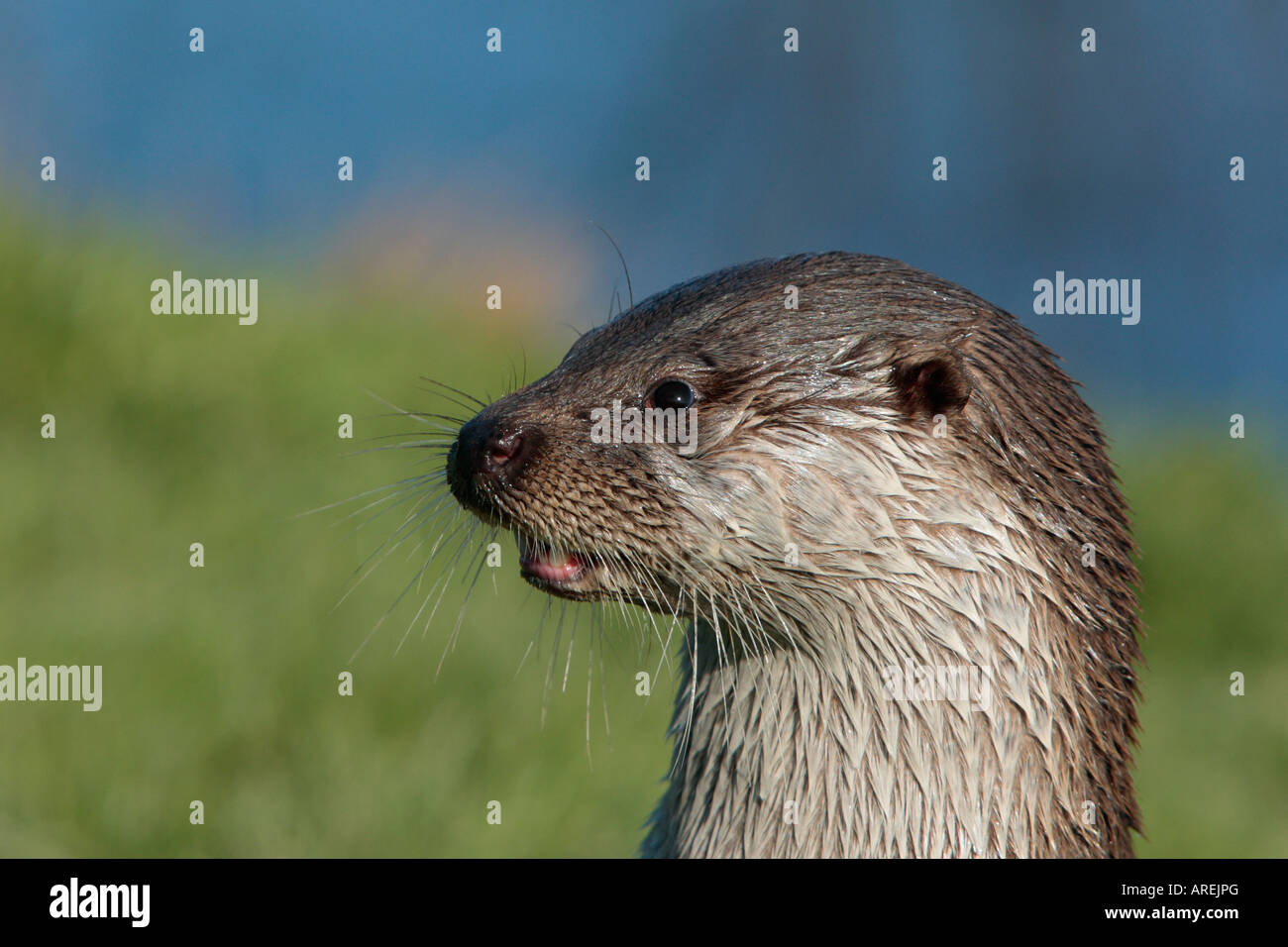 Loutre Lutra lutra close up of head Banque D'Images