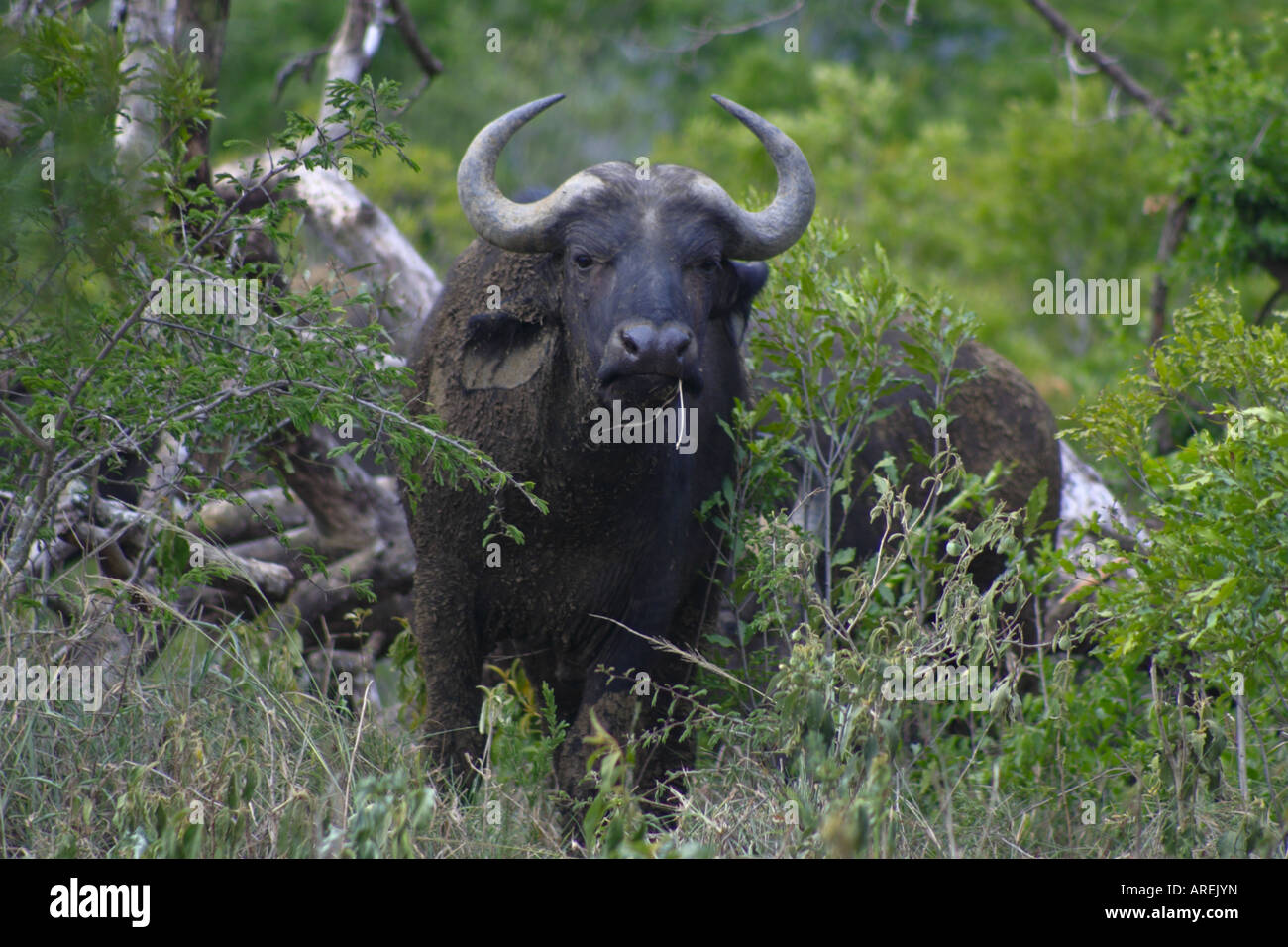 Buffalo dans le bush à Imfolozi Banque D'Images