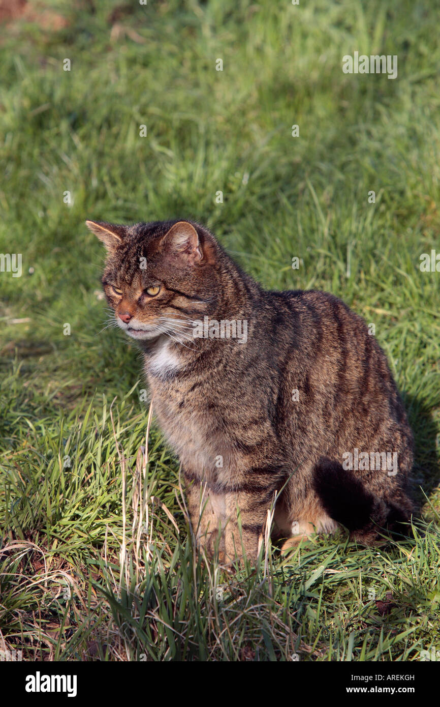 Scottish Wildcat Felis sylvestris à alerter le British wildlife centre Banque D'Images