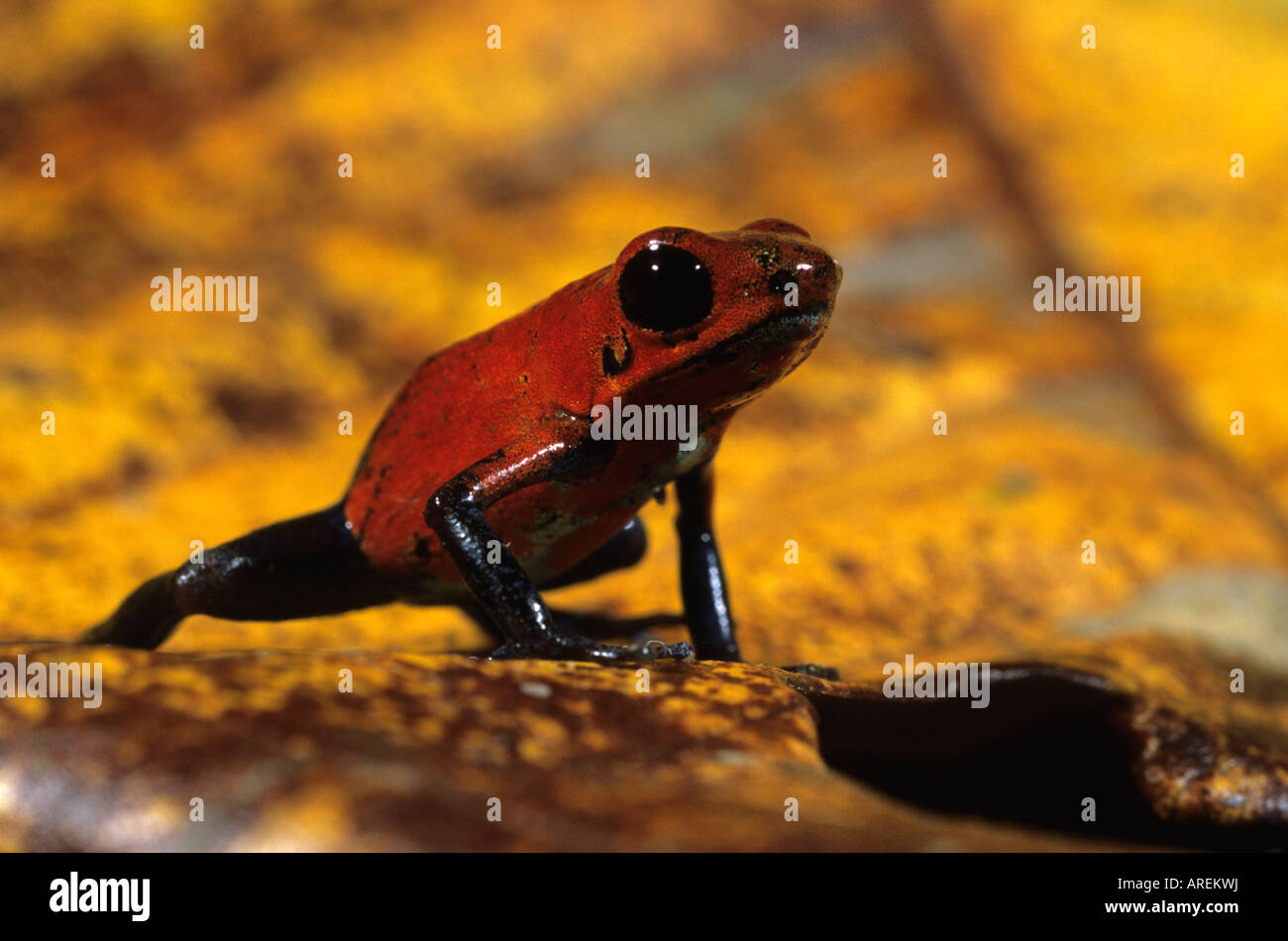 Strawberry Poison dart frog Dendrobates pumilio Nicaragua Banque D'Images