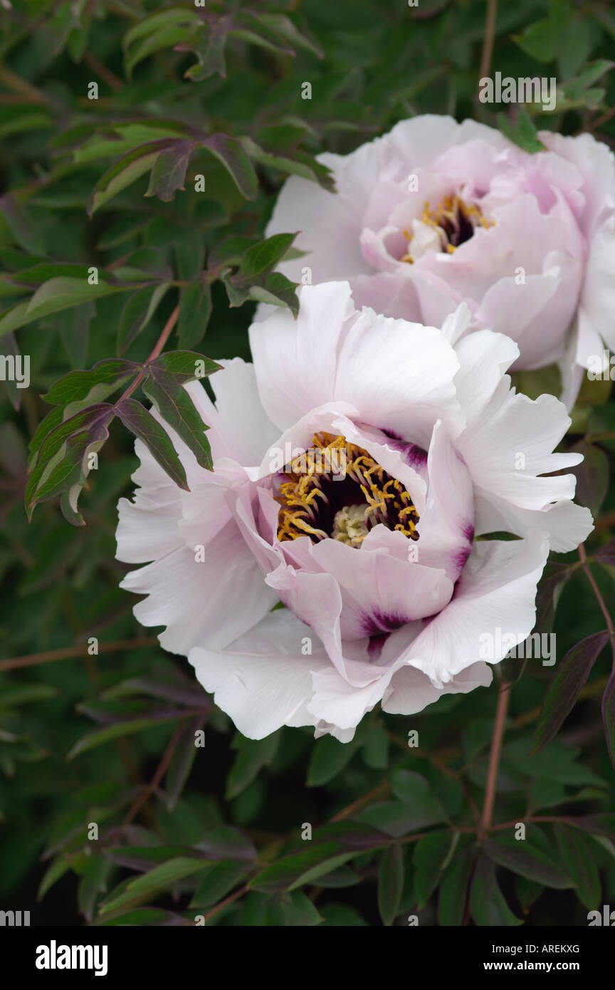 PAEONIA SUFFRUTICOSA PIVOINE ARBUSTIVE ROCKII SUBS Banque D'Images