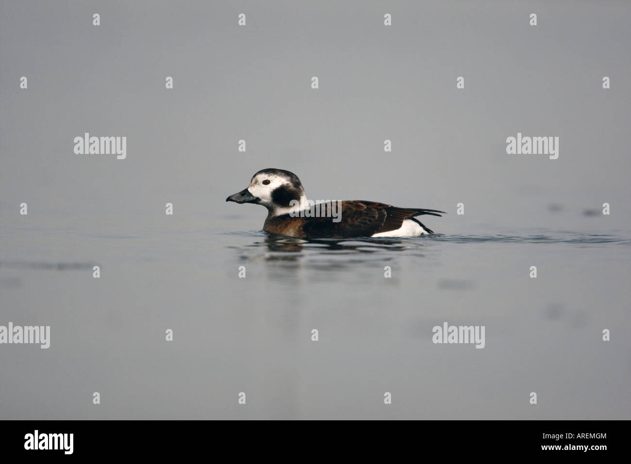 Harelde kakawi Clangula hyemalis longue Femme New York USA Banque D'Images