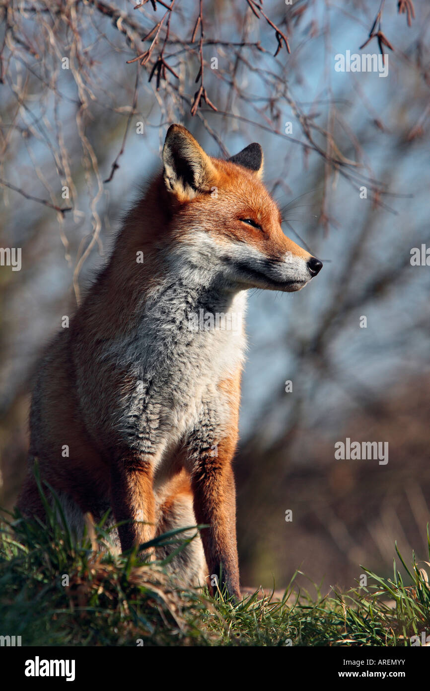 Le Renard roux Vulpes vulpes assis à Alert Banque D'Images