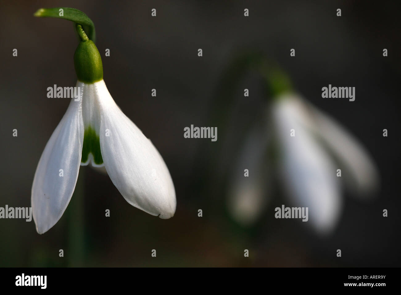 Paire de [perce-neige Galanthus Atkinsii], 'close up' Fleur macro pétale montrant le détail, England, UK Banque D'Images