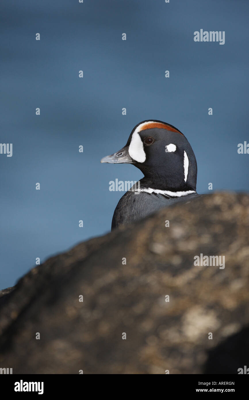 L'Arlequin plongeur Histrionicus histrionicus Homme New Jersey USA winter Banque D'Images