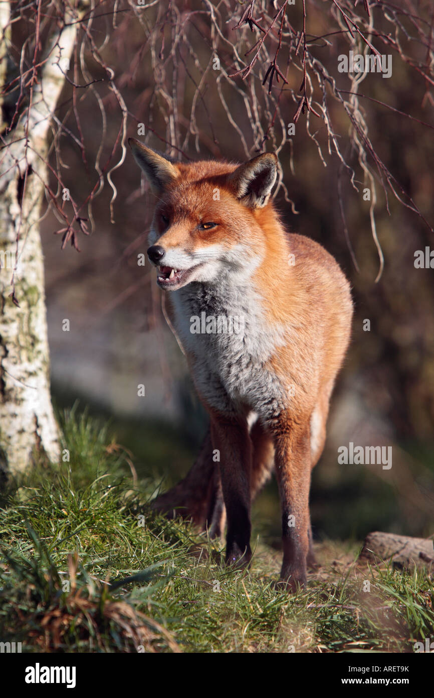 Le Renard roux Vulpes vulpes debout à Alert Banque D'Images
